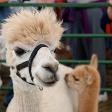 special-alpacas